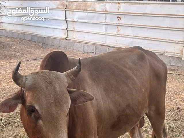 ثيران عمانيات لتربيه او الذبح