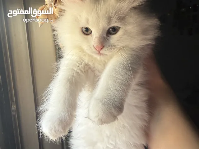 قطط هملايا وشيرازي وبريتش للبيع بسعر رمزي