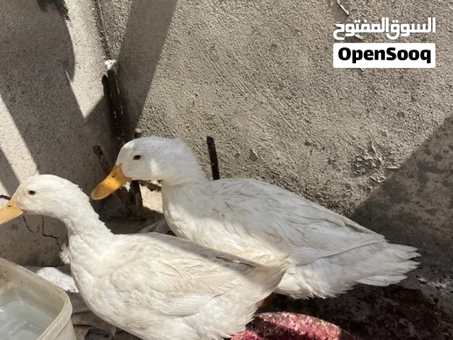 بط انثى و ذكر