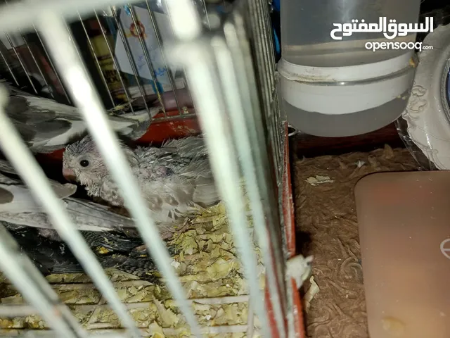 فراخ كوكتيل وايت فيس