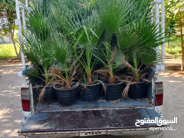 واشنطنوانيا للبيع