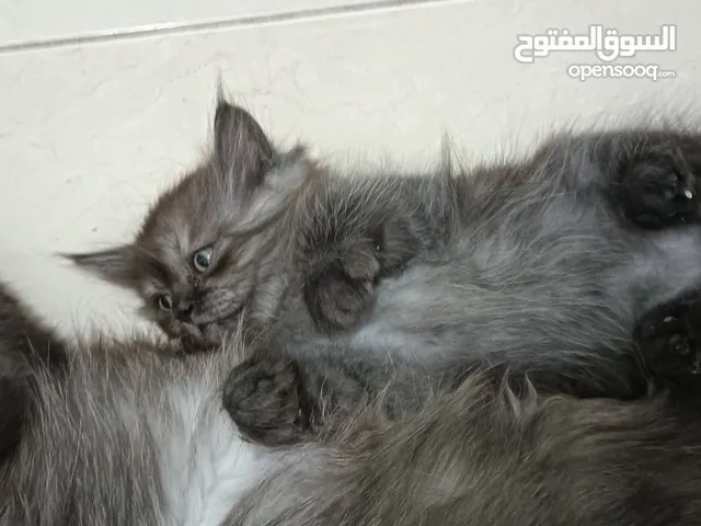 Persian kittens available 2months old.Male and fenale