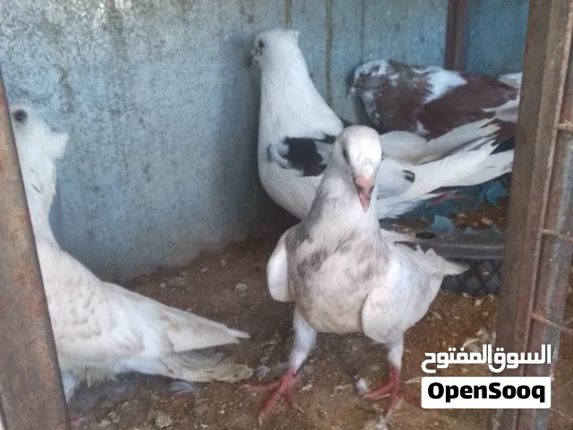 حمام كنك مالطي