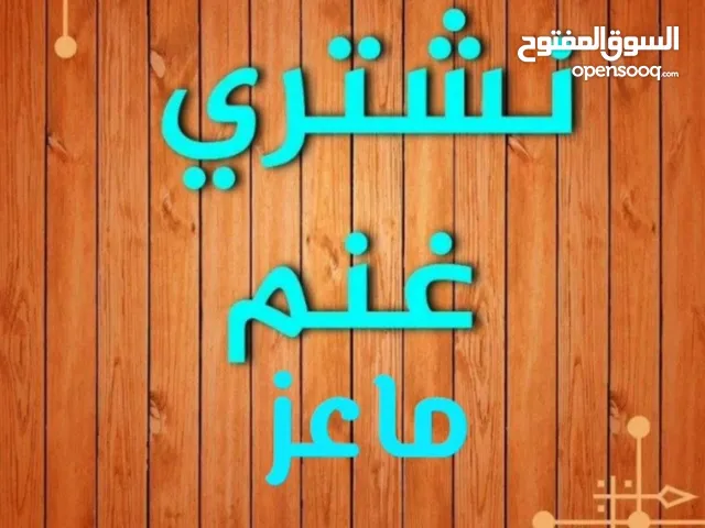 نشتري جميع انواع الحلال غنم او ماعز ولدفع كاش أو رابط فقط اتصل نصلك في اي مكان داخل الكويت