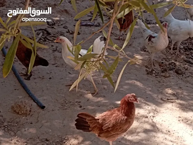 عتاتيق للبيع العمر اربعه + كتكوت بط زينه