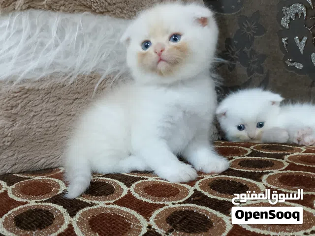 قطط اسكوتش فولد 40يوم