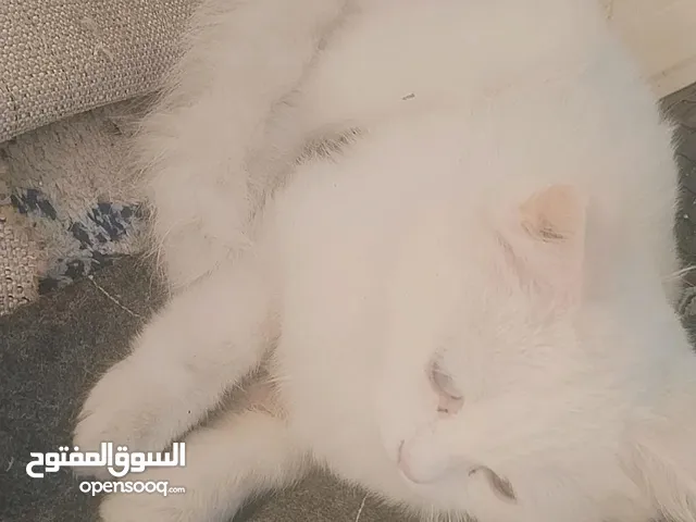 قطة  عمر 4 اشهر نقيه  لعوبه