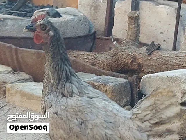 دجاج رصاصي عربي للبيع