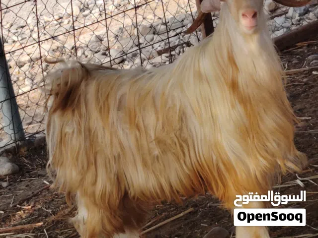 تيس تهجين رحبي ابيض كامل
