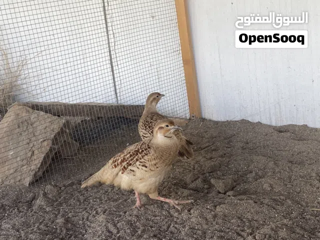 مطلوب انثى صفرد باكستاني
