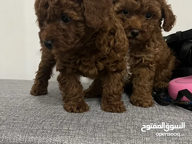 توي بودل 50 يوم بصحة ممتازة