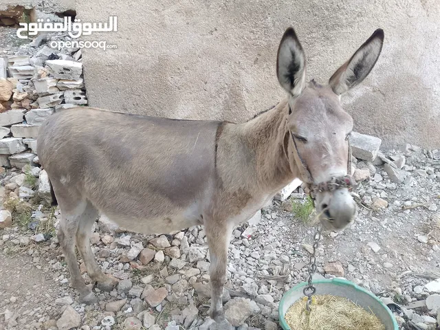 حماره عاقله
