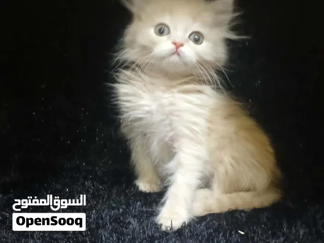 قط مون فيس