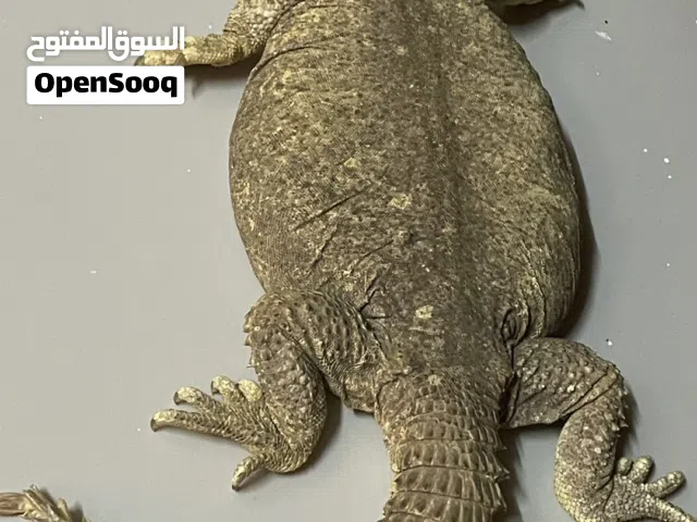 ضب للبيع حجمه كبير
