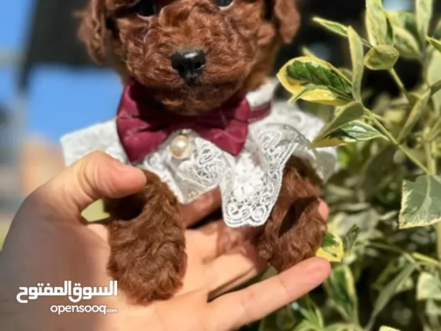 korean toy poodle T_cup now in Jordan كورين توي بودل تيكب