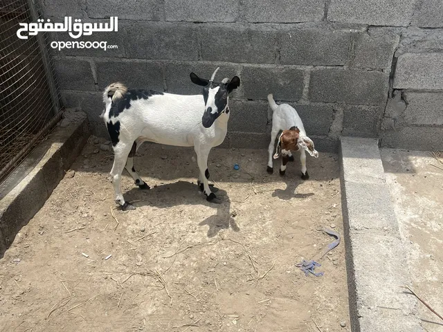 لبيع شاه تحتها صخله