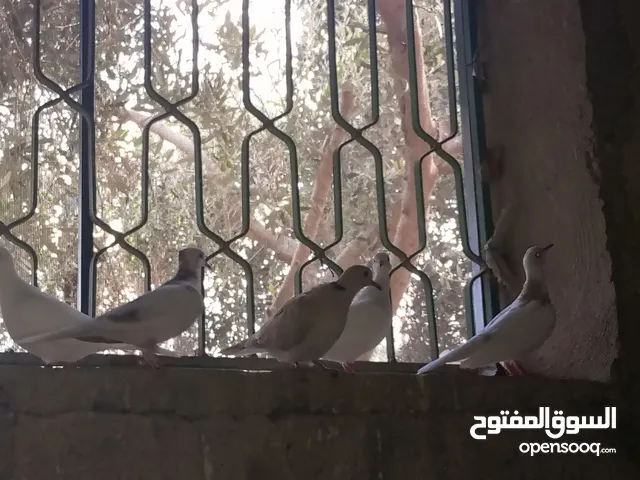 مطير و6 حبات حمام كريم و5 كيلو علف ...