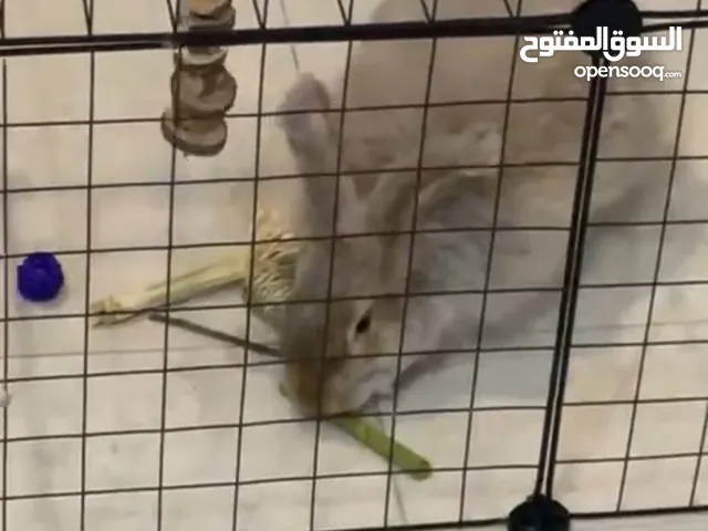 ارنب انقلش انقرو للبيع مع كل اغراضه بيعه مستعجله متعود عل لتر بوكس