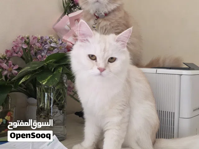 Persian Male And female Cat