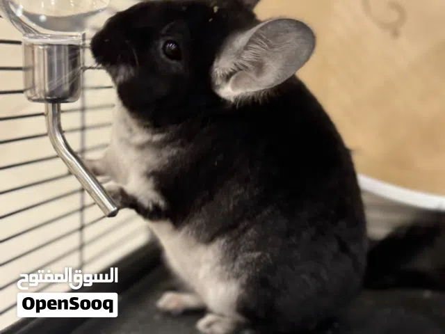 شانشيلا شنشيلا chinchilla