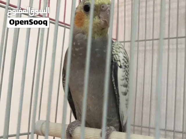 ببغاء ولد للبيع