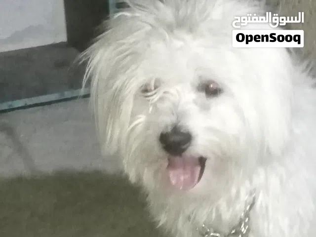 كلب مالتيز للبيع.