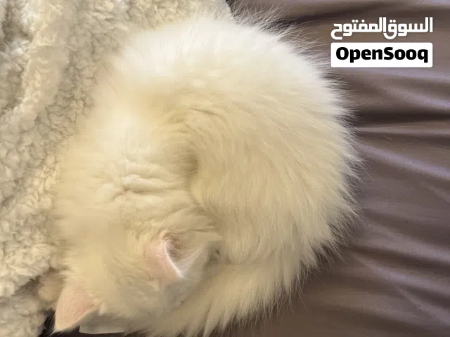 قطة شانشيلا بيضة