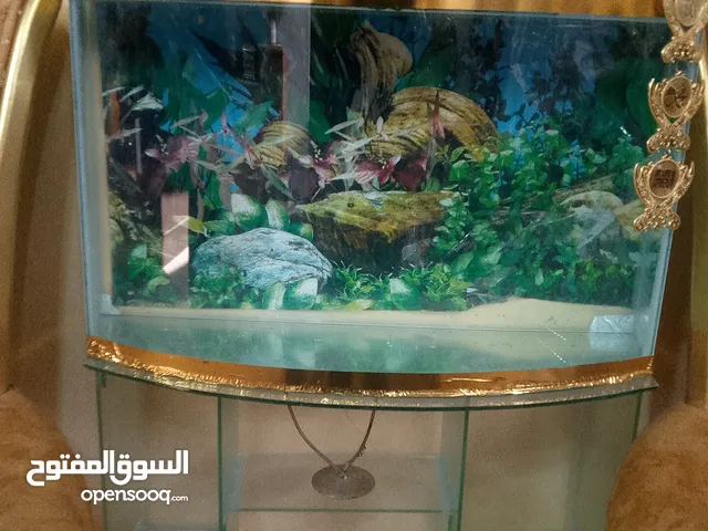 حوض للسمك الزينه