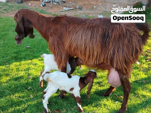 عنز شامية سلالة حليب ربي يبارك تومية تحتها جدي واعناق روايات سنها أول جمع الفر موضح في الصور مكانها