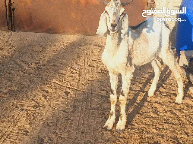 جدي ثني مبدل يمشي عقيقة الله يبارك المطلوب 950