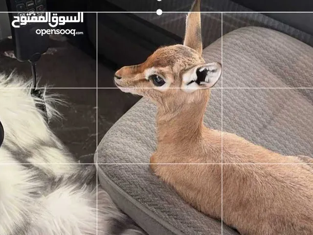 غزال دماني ذكر