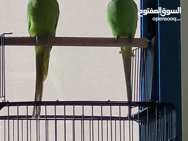 زوج ببغاء الدره مع القفص