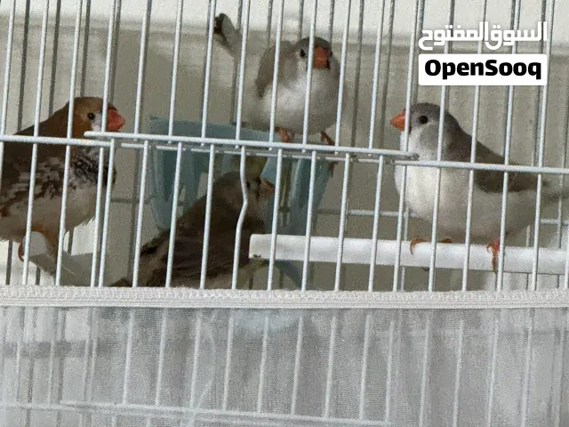 طيور زيبره انجليزي