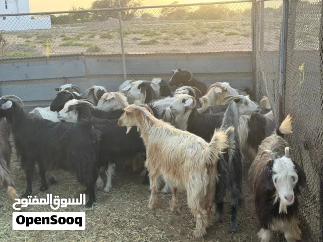 اضاحي للعيد