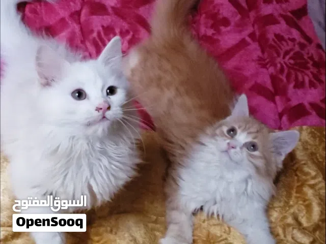 حيوانات للبي..
