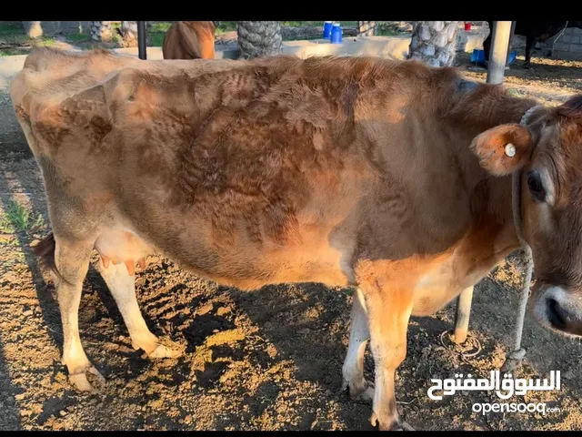 بقره جيرسي اصل