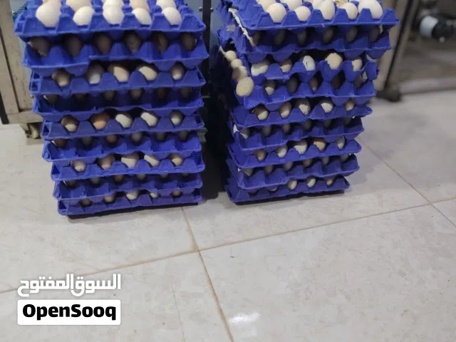 Eggs for sale