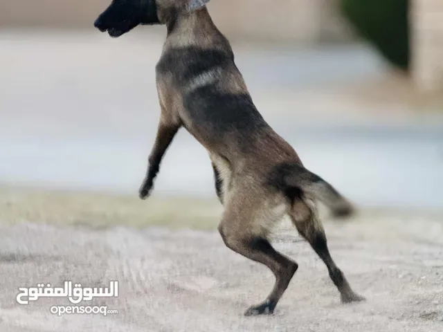 كلبه مالينوا العمر 9شهور مواصفات الله يبارك
