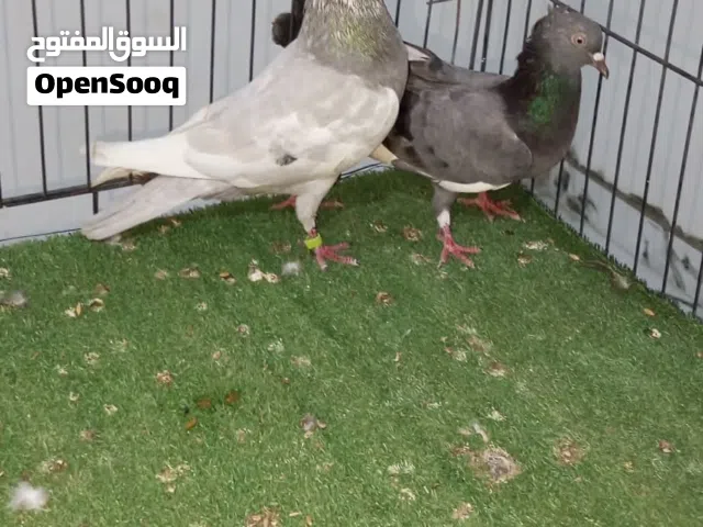 متاح كوبيتن كوبيه دكر البرنقهان وانتايا قلاب و كوبيه قعمازات للتواصل خاص المكان غوط الشعال شارع 10