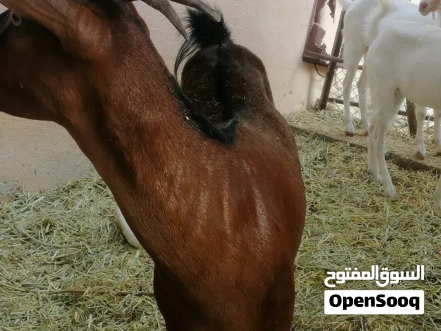 ماعز. غنم للبيع