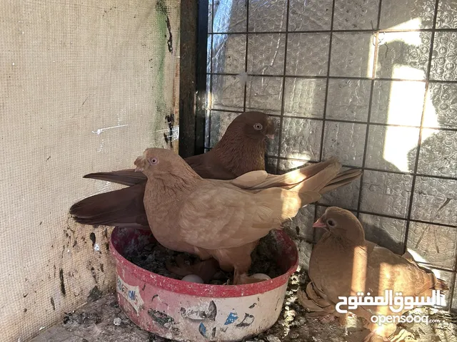 جواز للبيع سعر طري