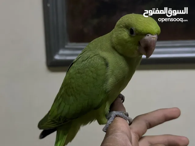 للبيع دره هنديه متوه for sale