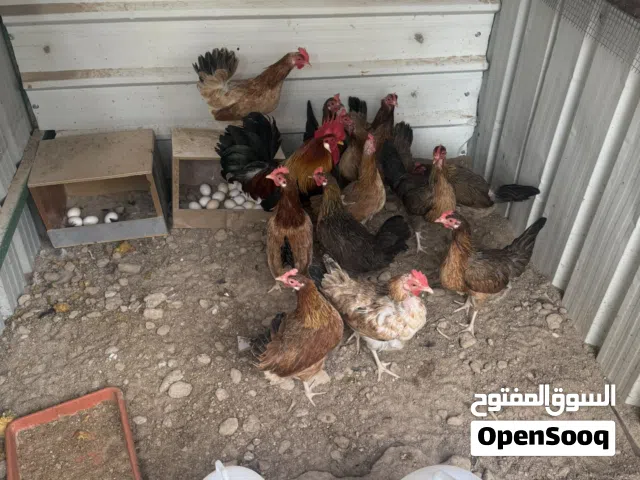 للبيع ديكين و14 دجاجه