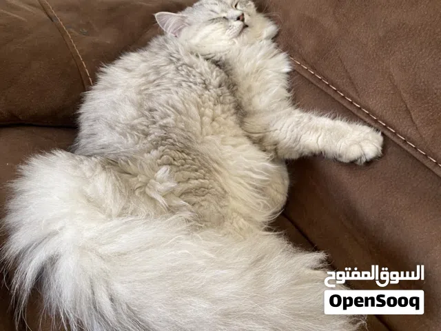 قطه للبيع العمر سنه