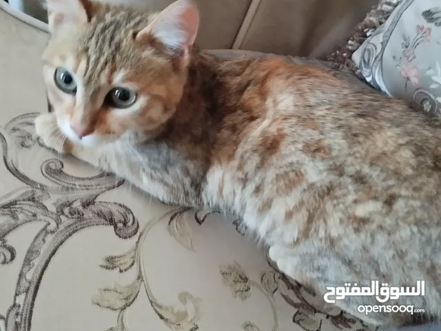 بسة للتبني