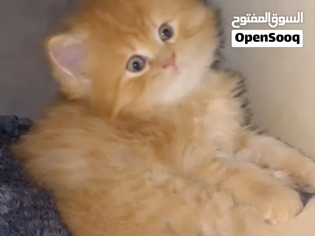 قط ذكر