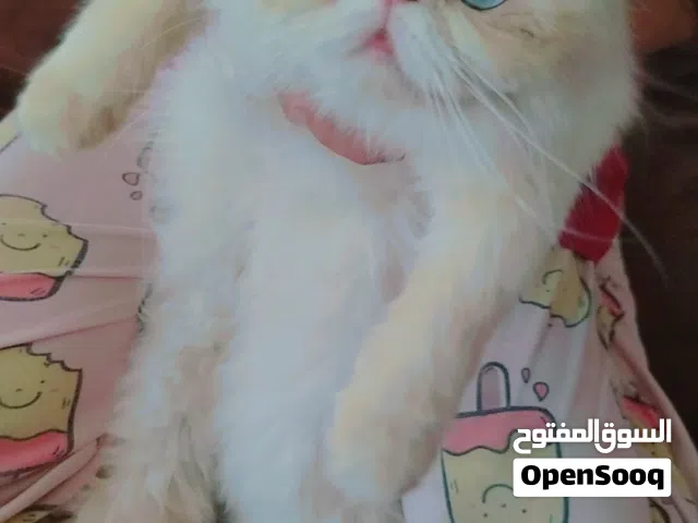 هملايا اورنج
