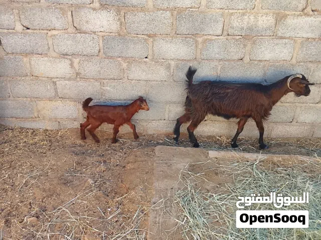 حلال عزبه السليف