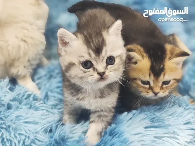 انثى سكوتش ستريت ، سلفر شدد بسعر ولا بأحلام