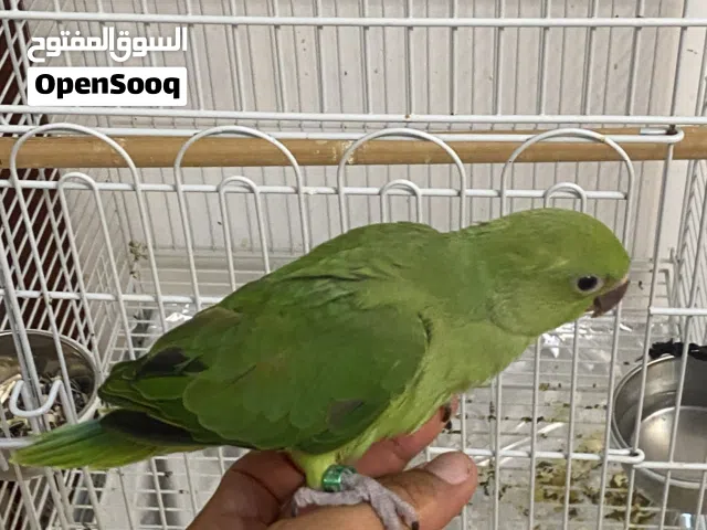 فرخ ببغاء الذرة عمره تقريباً شهرين صحة الله يبارك